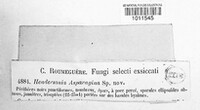 Hendersonia asparagina image